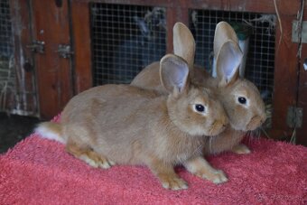 Predam Burgundsky - 12