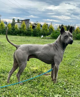 Predám thajského ridgebacka, chovného psa - 12