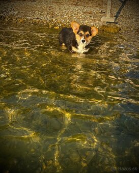 Welsh Corgi Pembroke - 12