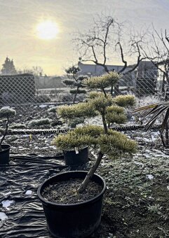 Záhrady v Japonskom štýle - 12