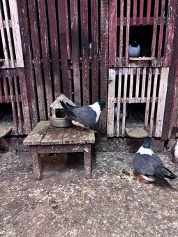 Holuby na predaj - 12