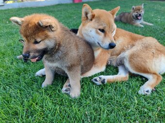Shiba inu psýky s PP - 12