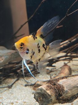 Americké cichlidy - 12