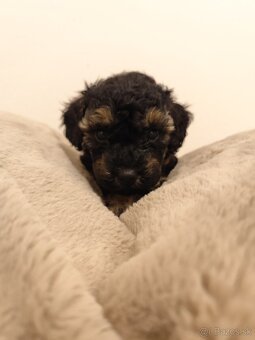 Pudel trpasličí - 12