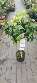 citrusy a palmy - 12