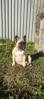 Francúzsky buldoček s PP - 12