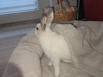 Zakrslý zajko + klietka - 12