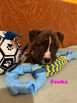 Americky Stafordšírský Terier šteniatka - 12