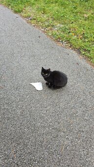 Darujem mačičky - 12