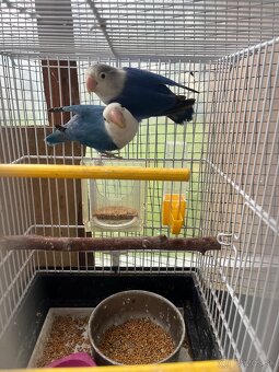 Agapornis fisher chovny par - 12