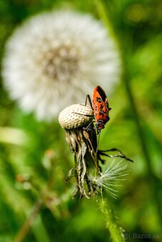 Fujifilm X-T10 s Fujinon XC 16-50 IOS II - 12