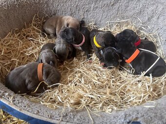 Americký stafordsirsky terier, Stafford, amstaf - 12