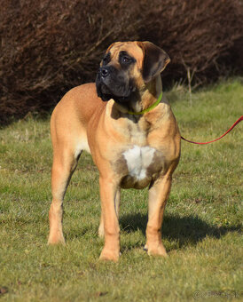 búrský buldok- boerboel-feny-1 rok , HD A, ED 0/0, OCD- neg - 12