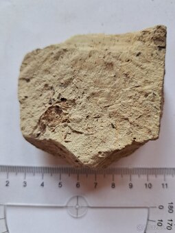 Zbierka fosílií - 12