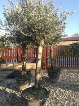 Olivovník bonsai - 12