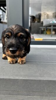 Jezevčík drsnosrstý trpasličí/králičí - 12