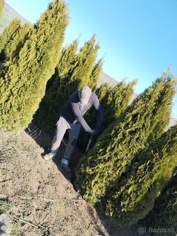 Tuja Smaragd, vavrínovec, červienka - Čadca - 12