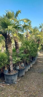 Stredomorské rastliny a palmy - 12