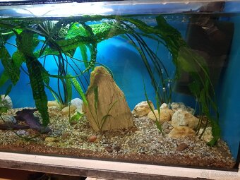 akvarijné rastliny Cryptocoryny - 12