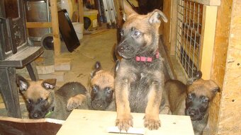 belgicky ovčiak malinois - 12