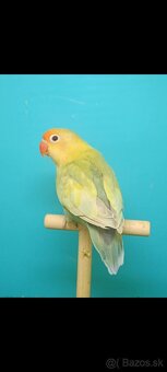 Agapornis - 12