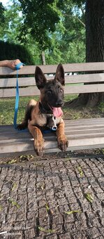 Belgický ovčiak malinois - 12