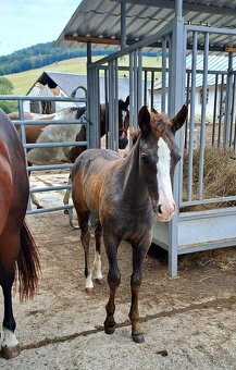 Zrebec pre sezonu 2026, pony - 12