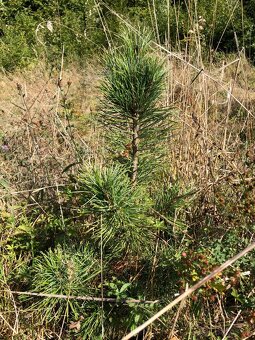 Sibírsky Céder - Pinus Sibirica - Borovica Sibírska sadenice - 12