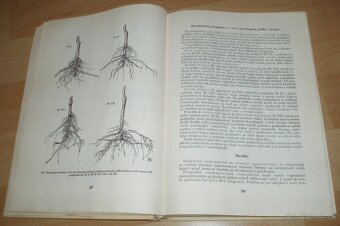 Štepenie, očkovanie a preštepovanie drevín - 12