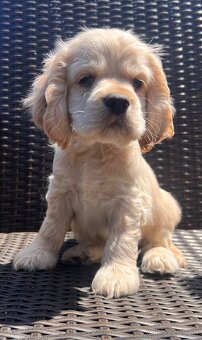 Americky Kokerspaniel-steniatka - 12