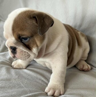 Anglicky Bulldog-steniatka - 12