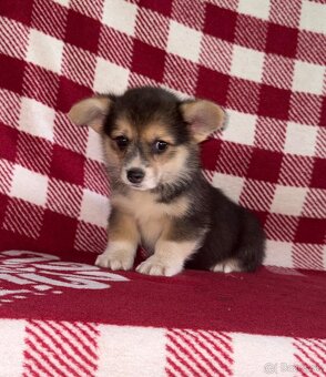 Welsh Corgi Pembroke - 12