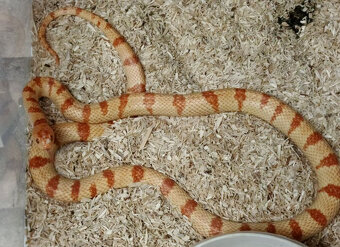 HADY na predaj - rušenie chovu - 12