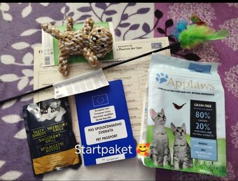 Britska macka s PP - 12