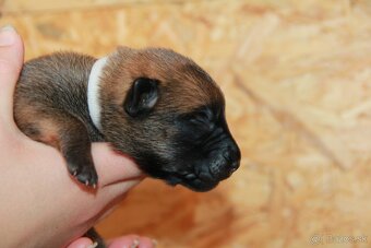 Belgický ovčiak malinois - 12