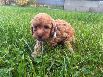 Pudel / pudlík - trpaslíči, šteniatka chlapci - 12