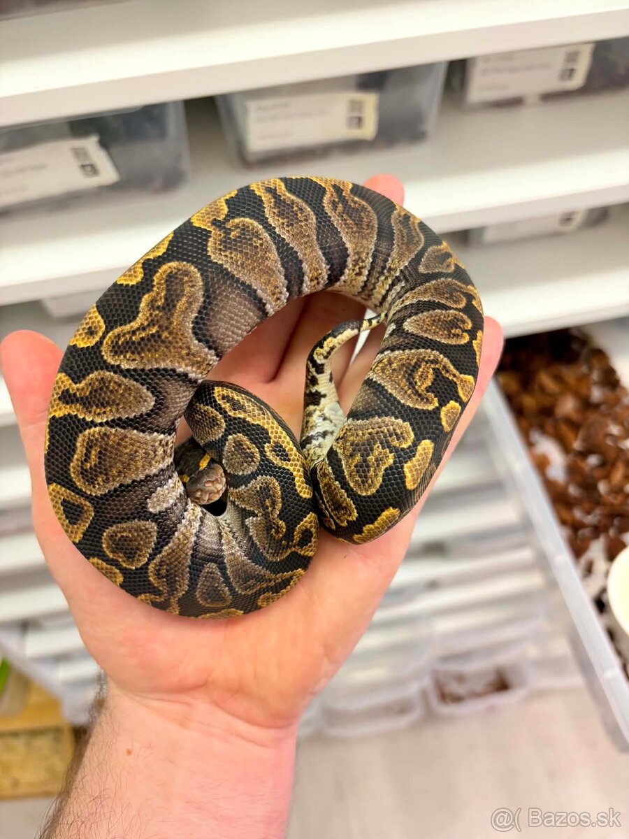 Python regius - 13