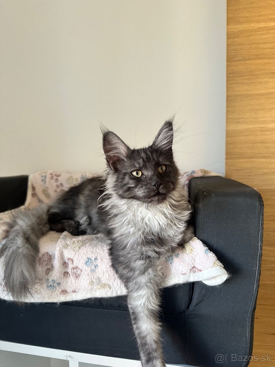 Maine Coon macicka s PP - 13