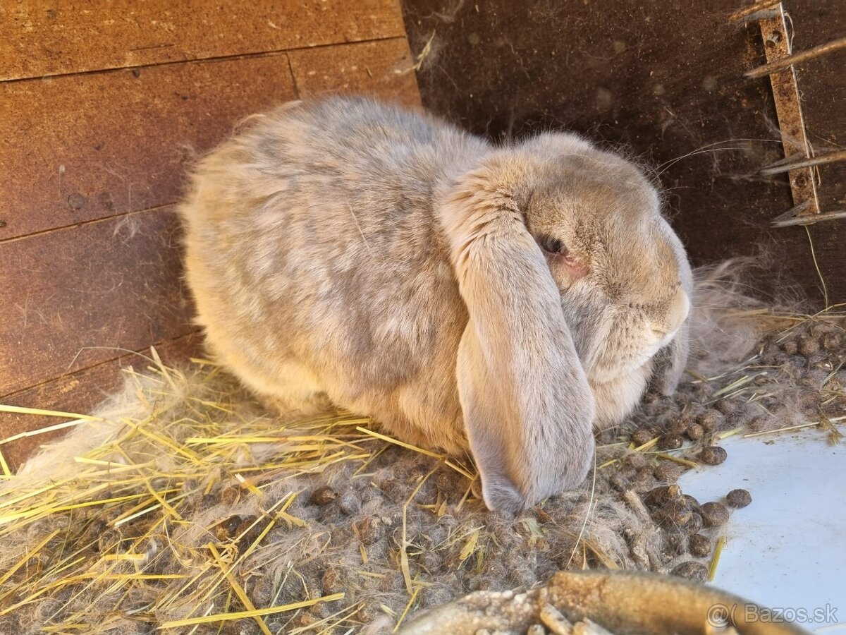 NOS ,FRANCUZSKY BARAN - 13