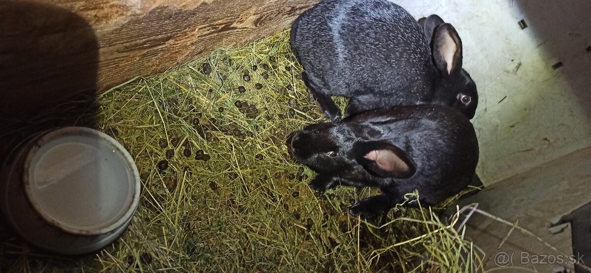 Predám králiky 4,5 mesačne - 13