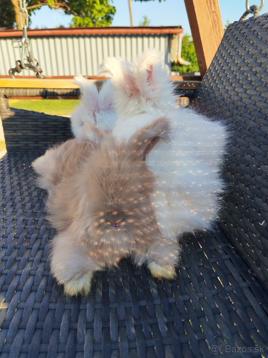 Anglická angora - 13
