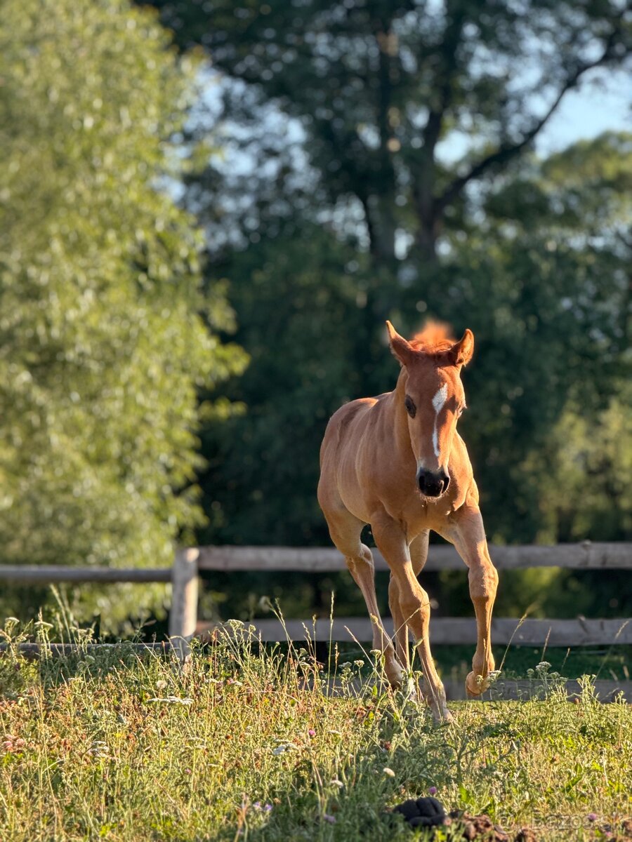 APH SORREL ŽREBČEK NA PREDAJ - 13