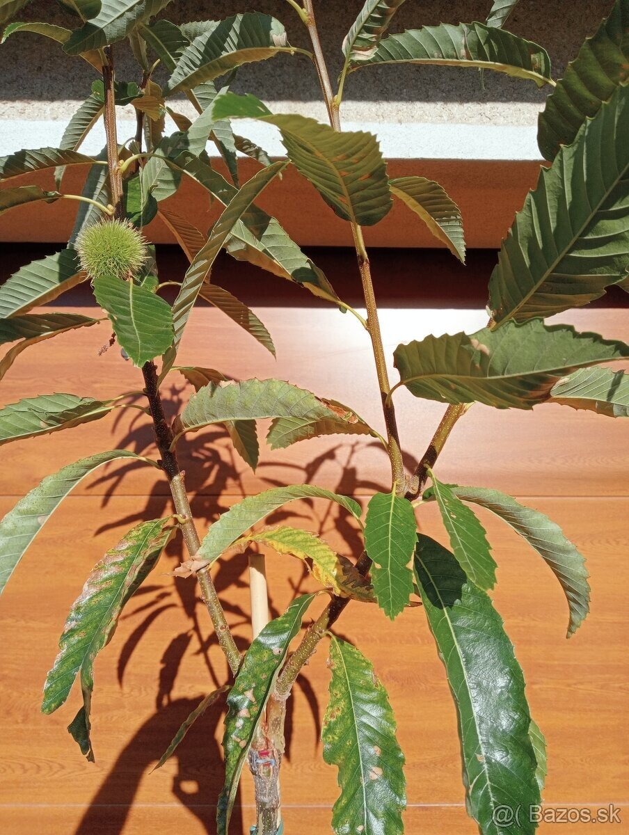 Vavrínovec, červienka, gaštan, tuja - Senec - 13