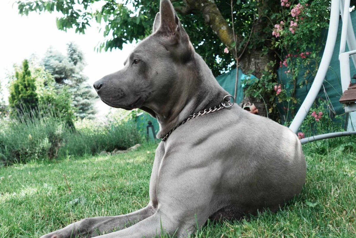 Ponuka psa na krytie - 13