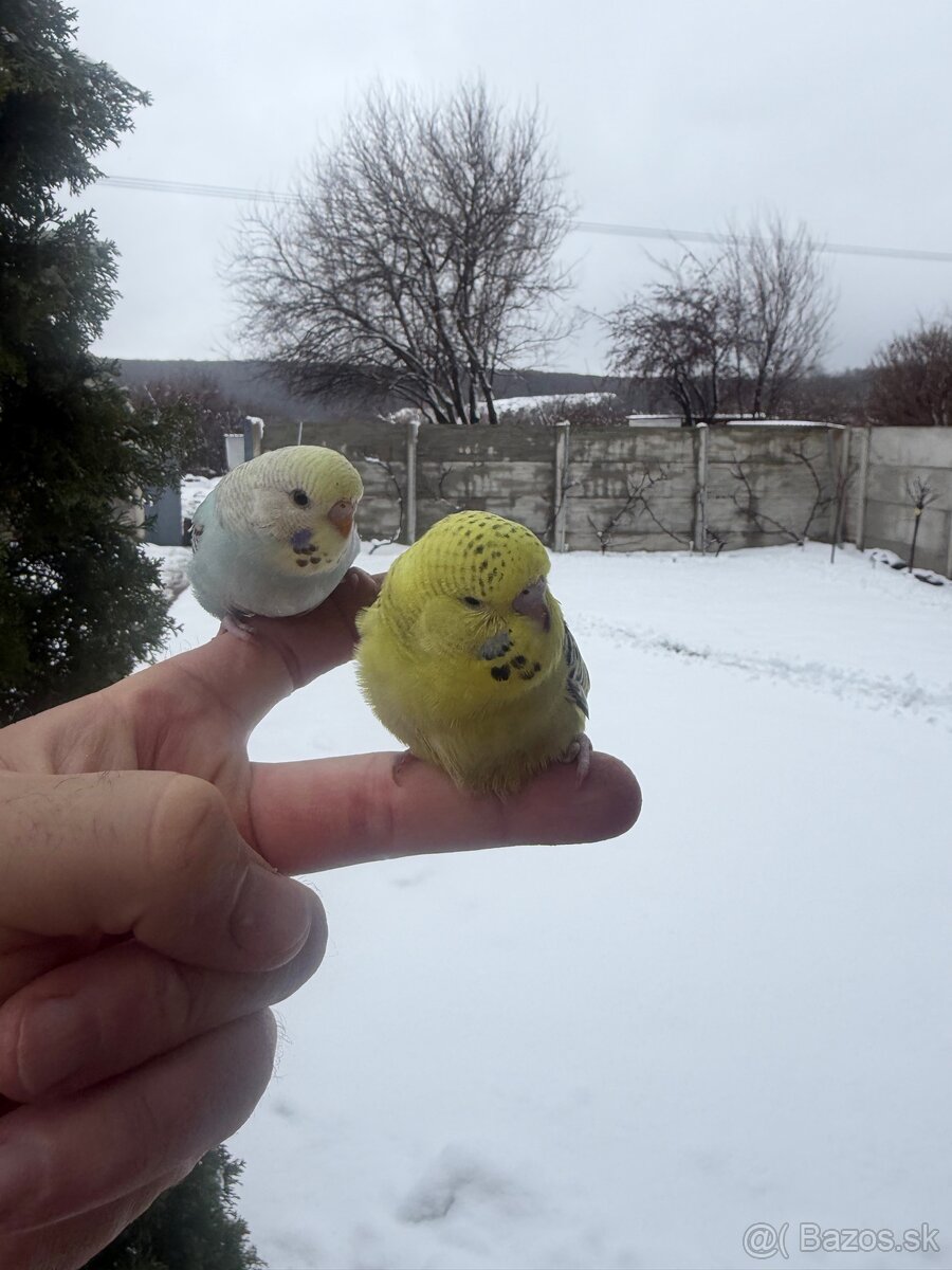 Andulky mlada Maznačik - 13