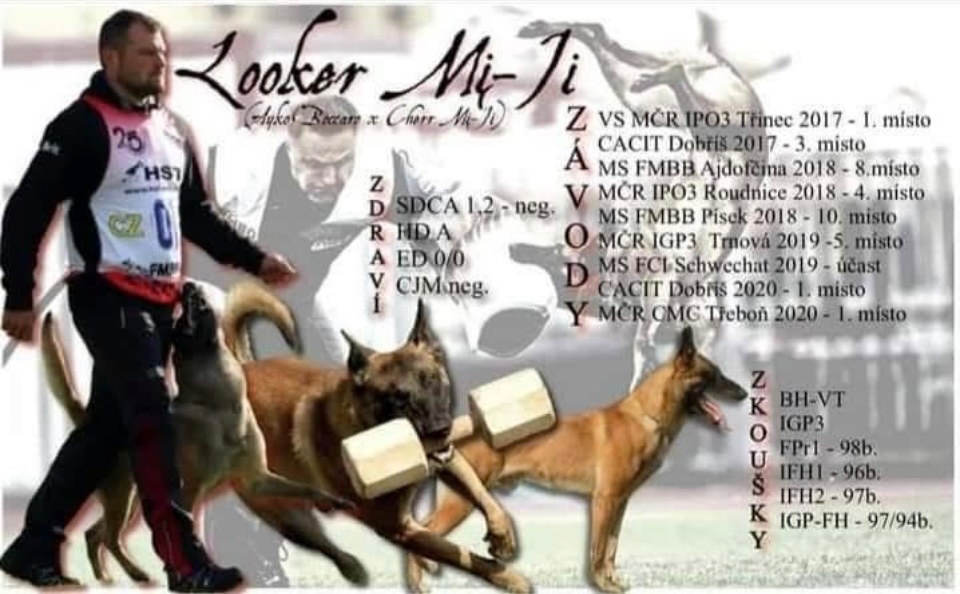 Belgický ovčák Malinois s PP 7.týdnů - 13