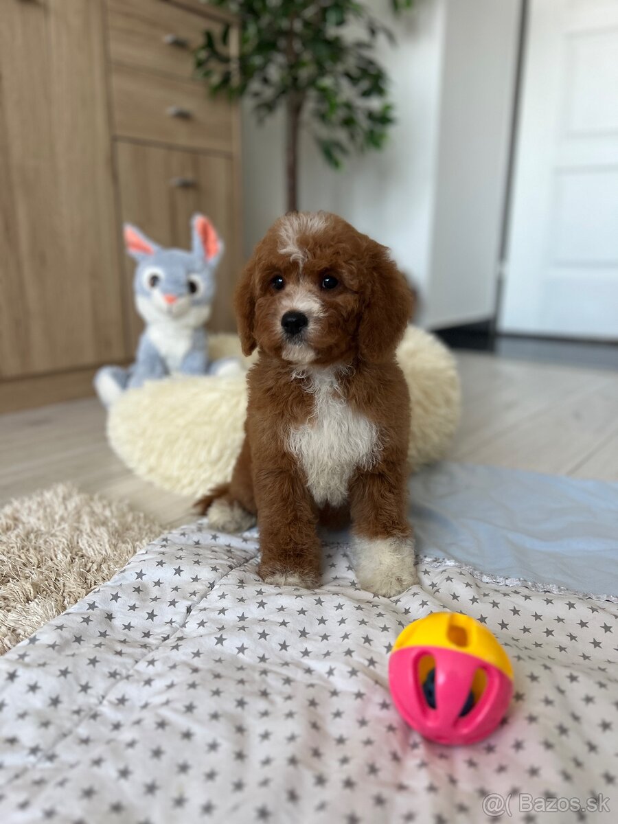 Cavapoo psík - 13