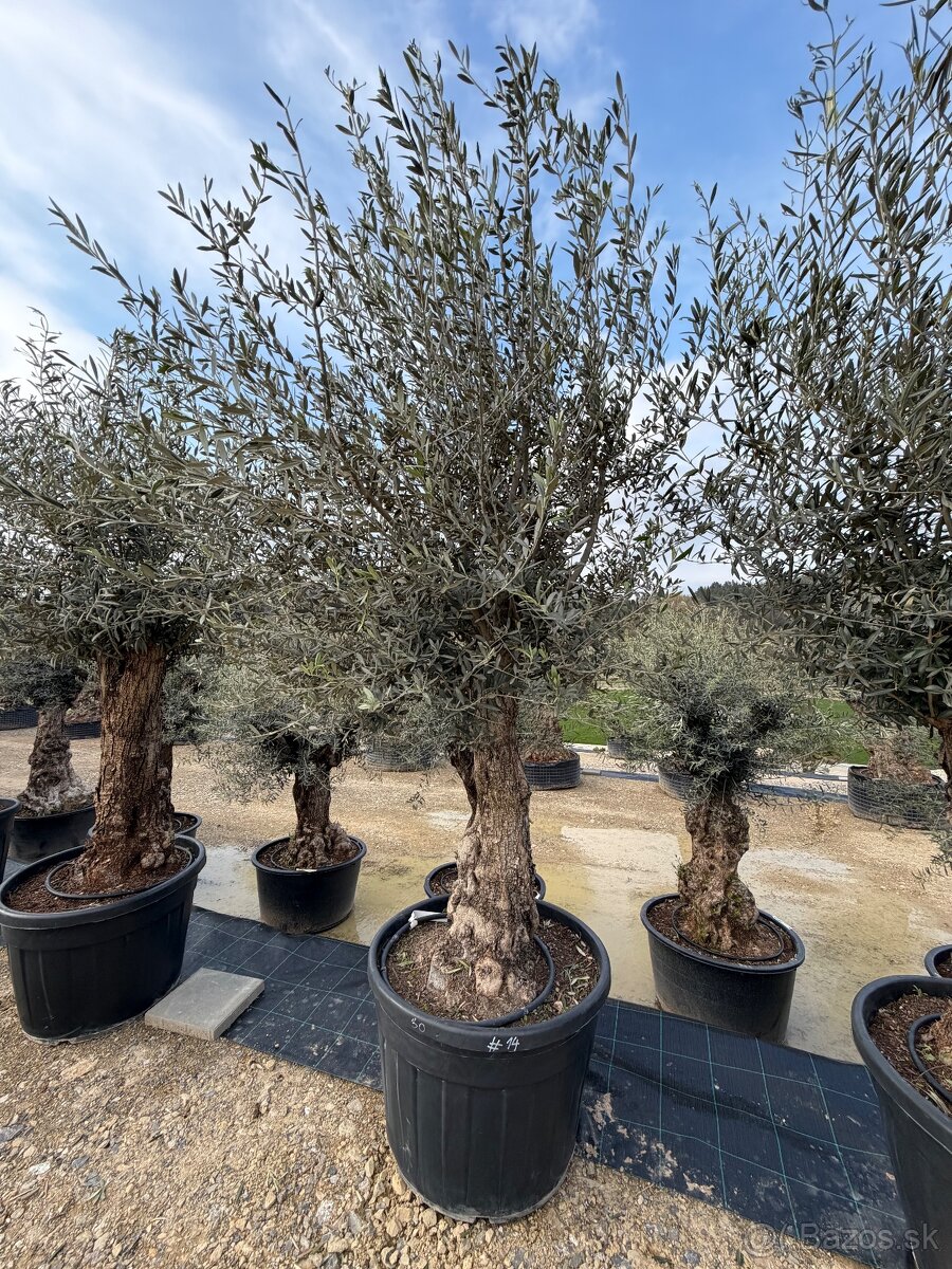 Olivovník - 13