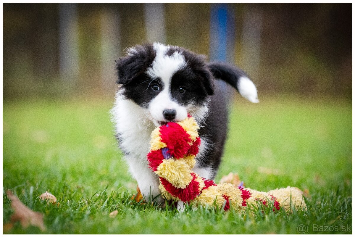 Border Collie Border Kolia s PP FCI - 13