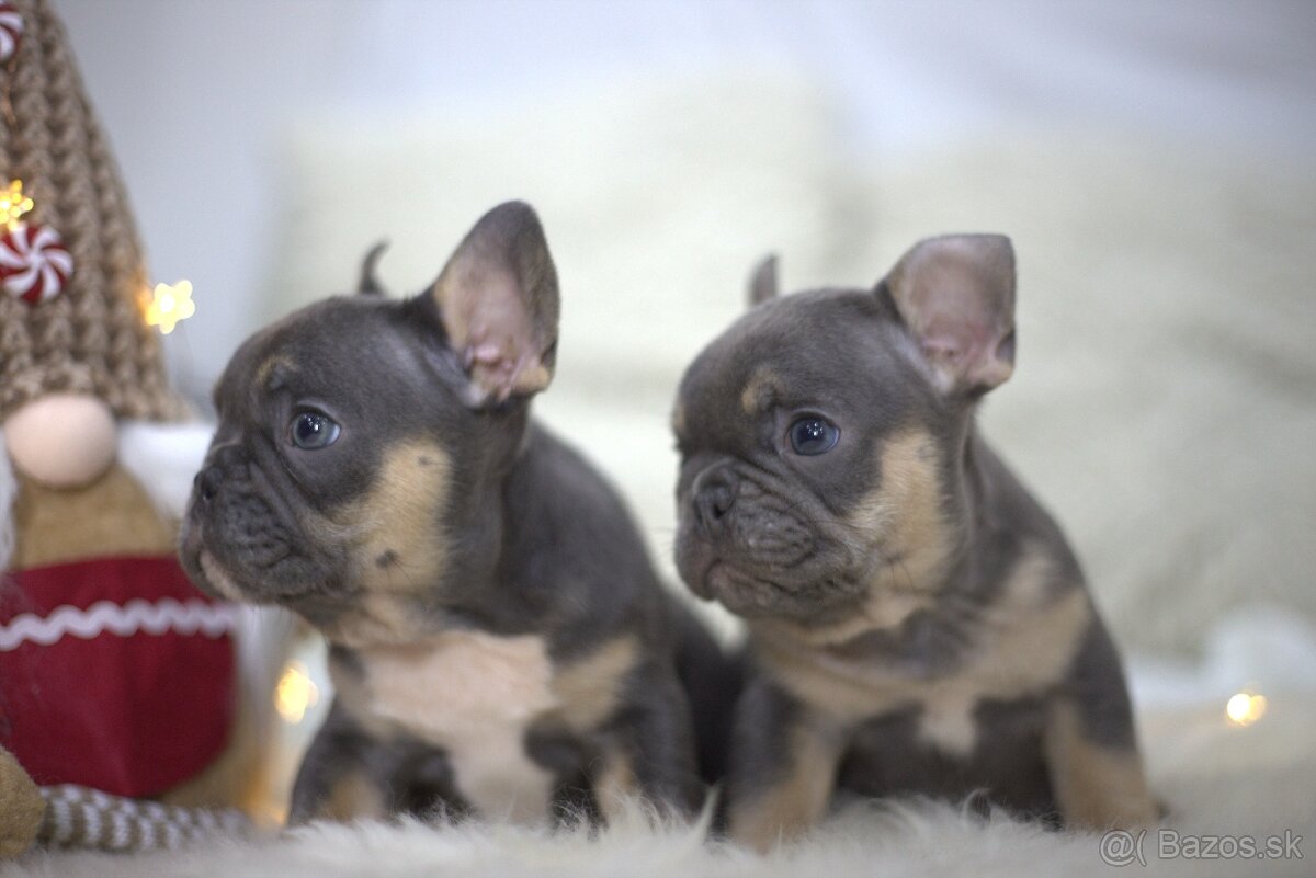 Francúzsky buldoček - 13